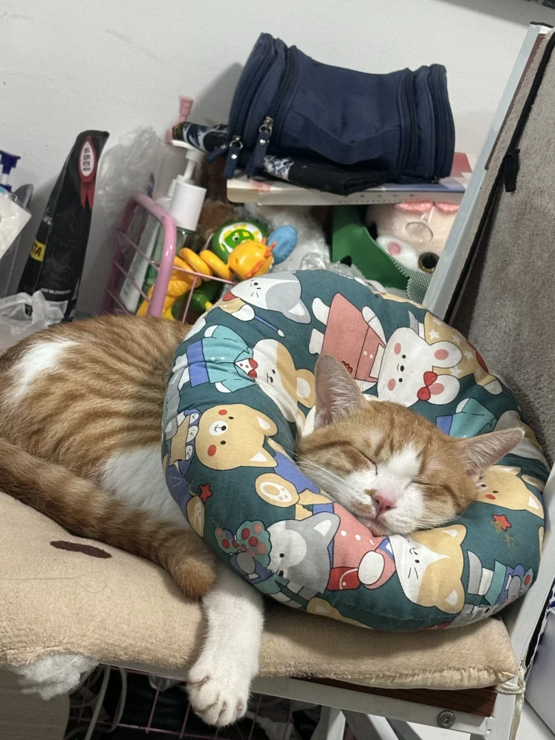 枕着U型枕睡着的坦克